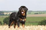 DOGUE DU TIBET 007